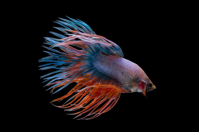 Обои картинки фото животные, рыбы, рыбка