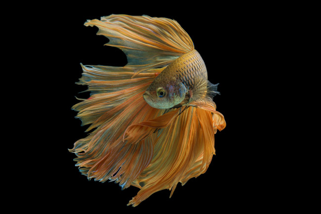 Обои картинки фото животные, рыбы, рыбка