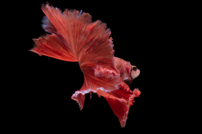 Обои картинки фото животные, рыбы, рыбка