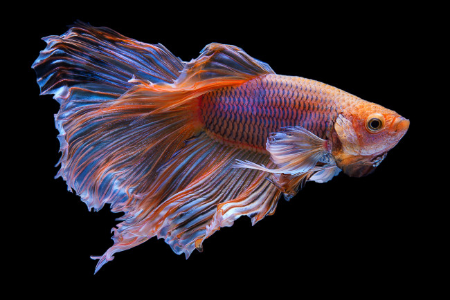 Обои картинки фото животные, рыбы, рыбка