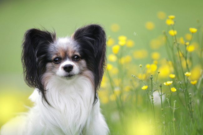 Обои картинки фото животные, собаки, животное, шерсть, порода, собака, окрас