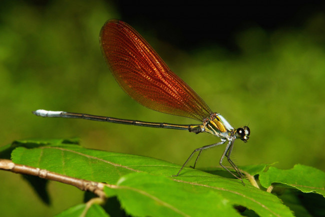 Обои картинки фото животные, стрекозы, стрекоза