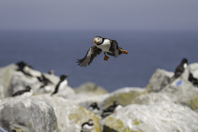 Обои картинки фото животные, тупики, окрас, птица, тупик, перья