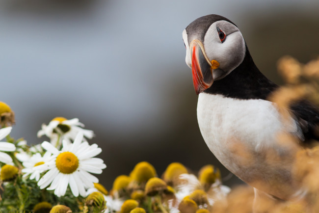 Обои картинки фото животные, тупики, перья, птица, окрас, тупик