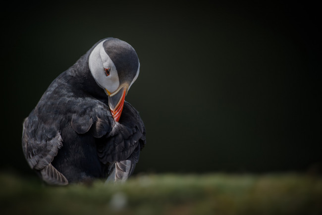 Обои картинки фото животные, тупики, перья, птица, тукан, окрас, клюв