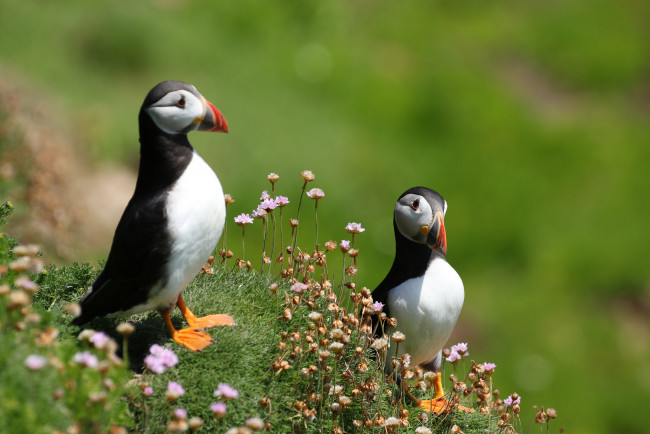 Обои картинки фото животные, тупики, тупик, окрас, перья, птица