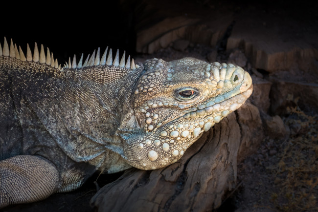 Обои картинки фото животные, Ящерицы,  игуаны,  вараны, окрас, ящерица, взгляд