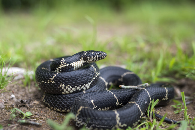 Обои картинки фото животные, змеи,  питоны,  кобры, змея, ядовитая, окрас