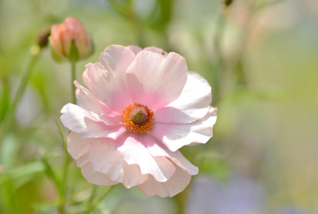 Обои картинки фото цветы, маки, розовый