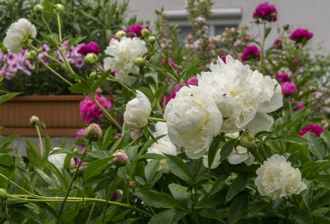 Обои картинки фото цветы, пионы, цветение, розовый, бутон, лепестки, пион