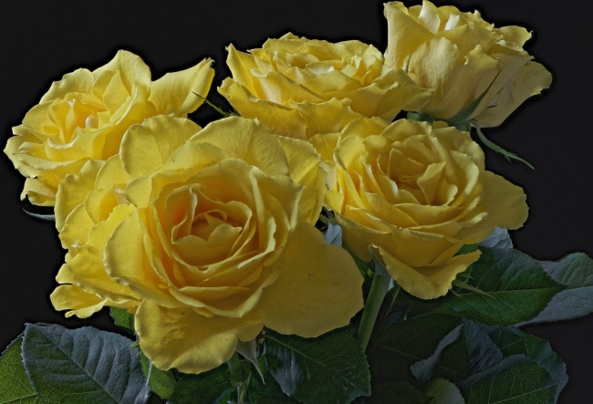 Обои картинки фото цветы, розы, желтый