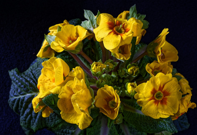 Обои картинки фото цветы, примулы, желтый