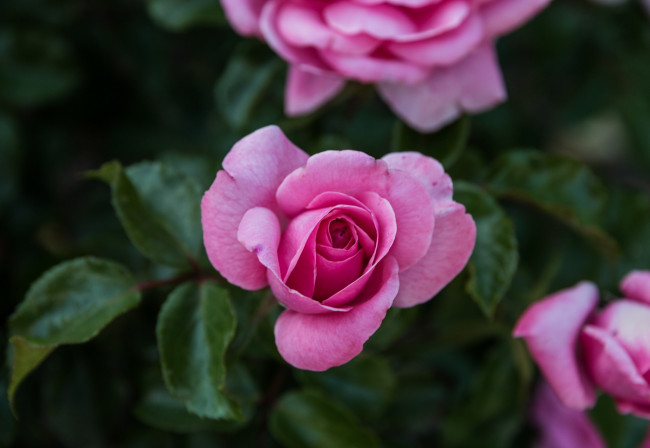 Обои картинки фото цветы, розы, листья, лепестки, цветение, роза, розовая