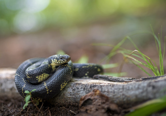 Обои картинки фото животные, змеи,  питоны,  кобры, фон, макро, опасна, окрас, змея