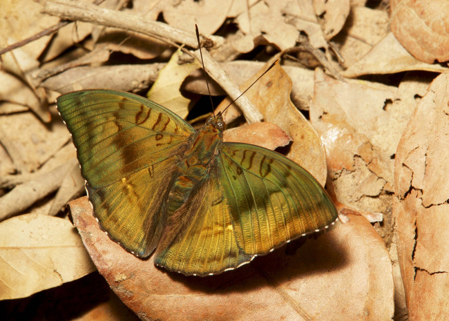 Обои картинки фото животные, бабочки,  мотыльки,  моли, бабочка