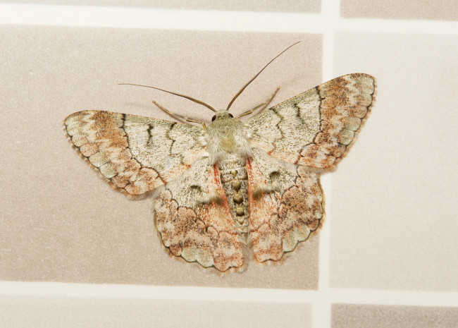 Обои картинки фото животные, бабочки,  мотыльки,  моли, моль