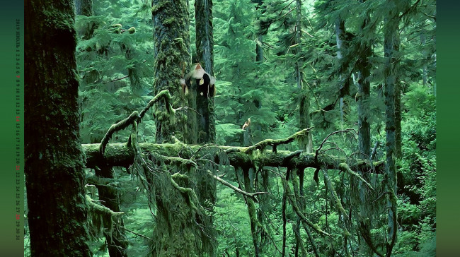 Обои картинки фото календари, фэнтези, природа, растение, дерево, лес, старец, calendar, 2019