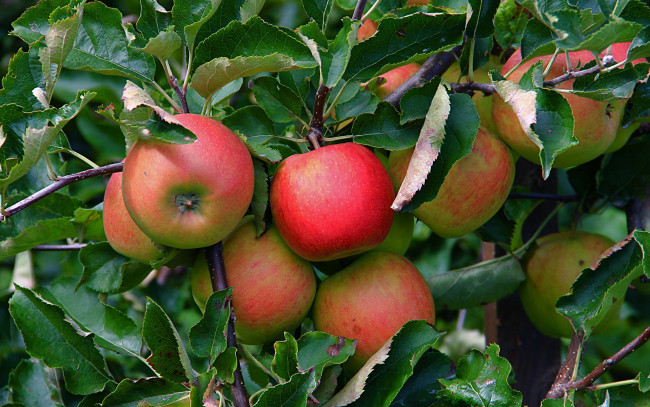 Обои картинки фото природа, плоды, яблоки