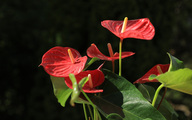 Обои картинки фото цветы, антуриум , цветок фламинго, алый, антуриум, зеленые, листья