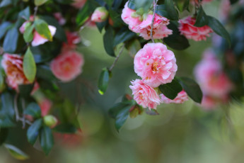 обоя цветы, камелии, розовые