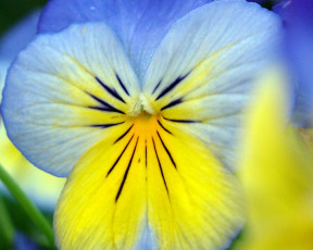 обоя цветы, анютины, глазки, садовые, фиалки