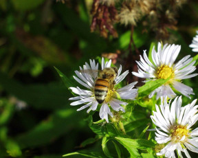 Картинка цветы луговые полевые