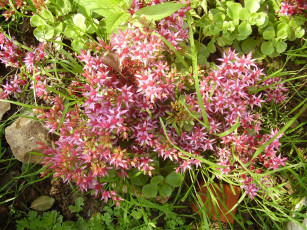 Картинка цветы