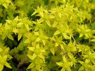 Картинка цветы