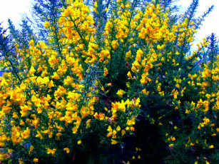 Картинка цветы цветущие деревья кустарники