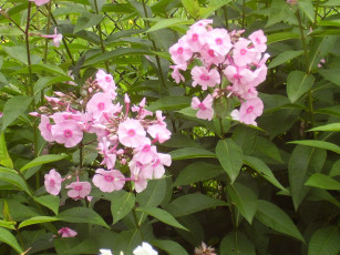 Картинка цветы флоксы