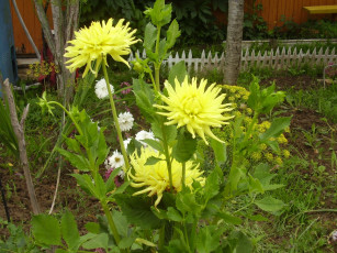 Картинка цветы георгины