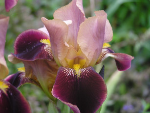 Картинка цветы ирисы