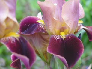 Картинка цветы ирисы