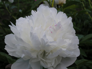 Картинка цветы пионы