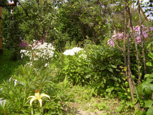 Картинка цветы разные вместе