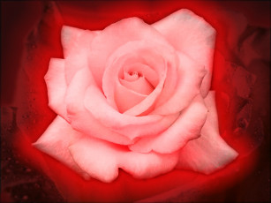 Картинка цветы розы