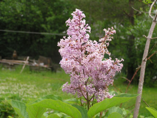 Картинка цветы сирень