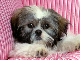 Картинка rascal shih tzu животные собаки