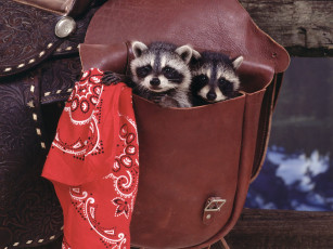 Картинка two for the road животные еноты