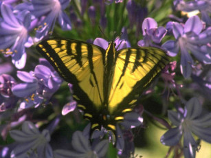 Картинка животные бабочки