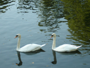 Картинка животные лебеди