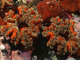 Картинка животные морская фауна