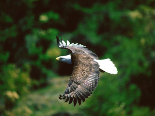 Картинка животные птицы хищники