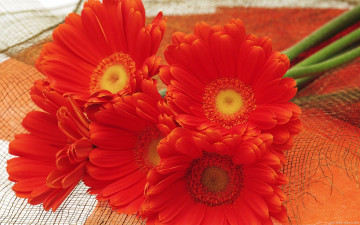 Картинка цветы герберы