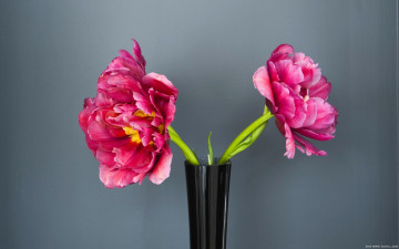 Картинка цветы пионы