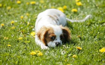 Картинка животные собаки