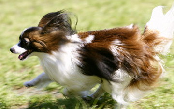 Картинка животные собаки