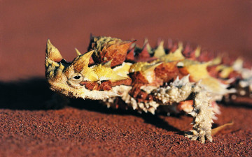 Картинка животные Ящерицы игуаны вараны