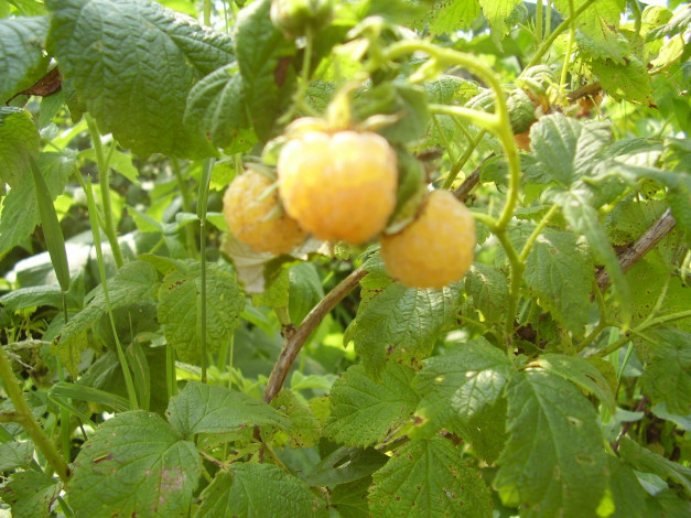 Обои картинки фото 