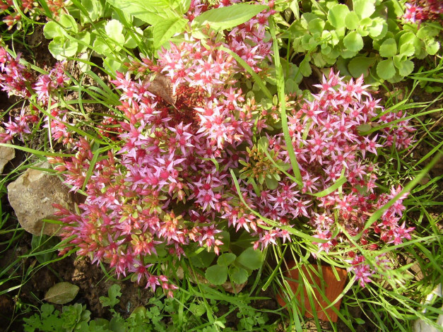 Обои картинки фото цветы